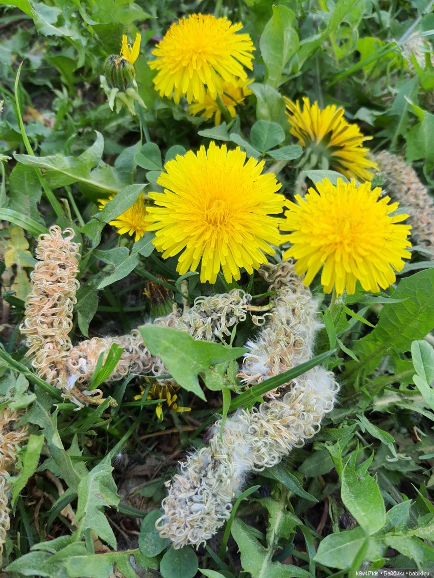 Кукольная Дружба — Куклы Kaye Wiggs (Кайе Виггс): авторские BJD (БЖД)