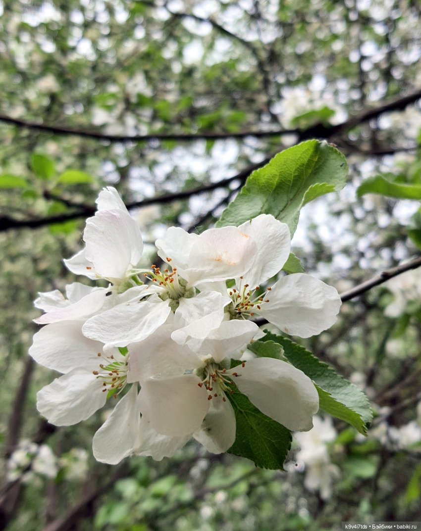 Кукольная Дружба — Куклы Kaye Wiggs (Кайе Виггс): авторские BJD (БЖД) (фото 5)