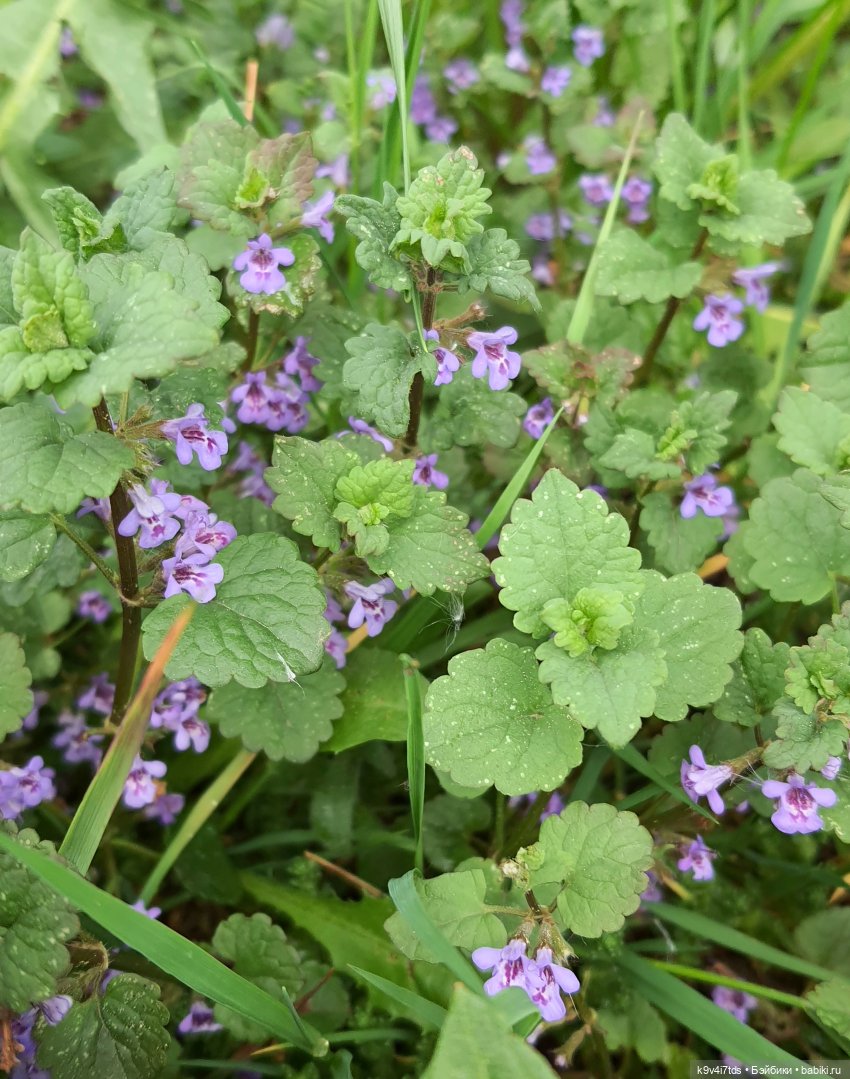 Кукольная Дружба — Куклы Kaye Wiggs (Кайе Виггс): авторские BJD (БЖД) (фото 9)