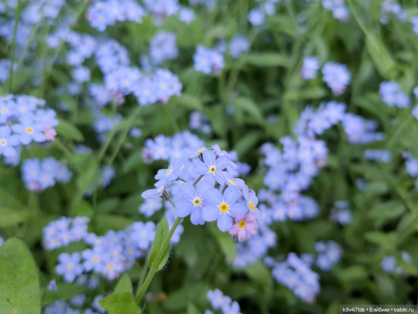 Кукольная Дружба — Куклы Kaye Wiggs (Кайе Виггс): авторские BJD (БЖД) (фото 8)