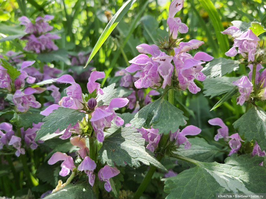 Кукольная Дружба — Куклы Kaye Wiggs (Кайе Виггс): авторские BJD (БЖД)