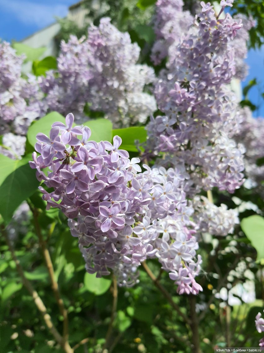 Кукольная Дружба — Куклы Kaye Wiggs (Кайе Виггс): авторские BJD (БЖД)