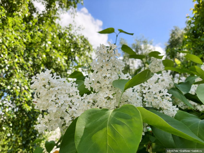 Кукольная Дружба — Куклы Kaye Wiggs (Кайе Виггс): авторские BJD (БЖД)