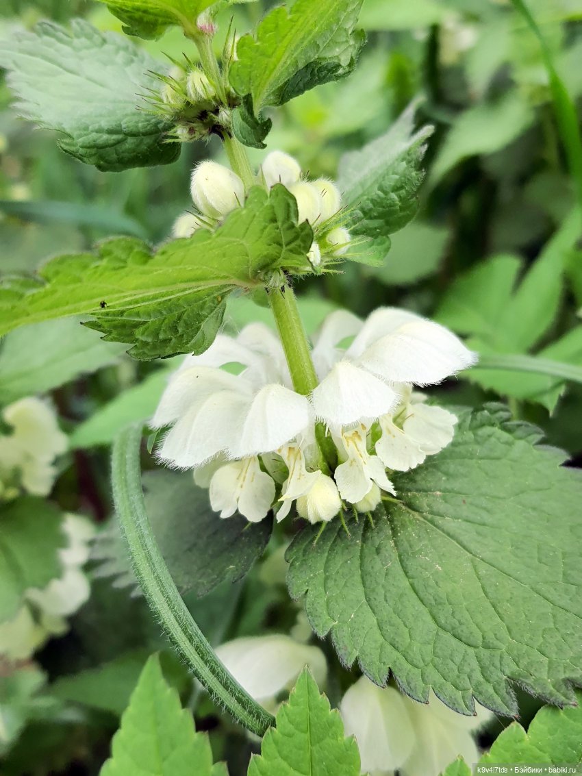 Кукольная Дружба — Куклы Kaye Wiggs (Кайе Виггс): авторские BJD (БЖД)