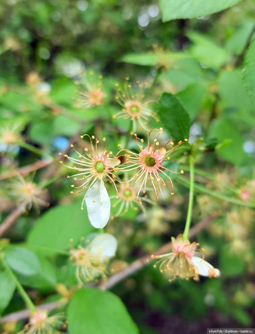 Кукольная Дружба — Куклы Kaye Wiggs (Кайе Виггс): авторские BJD (БЖД) (фото 6)