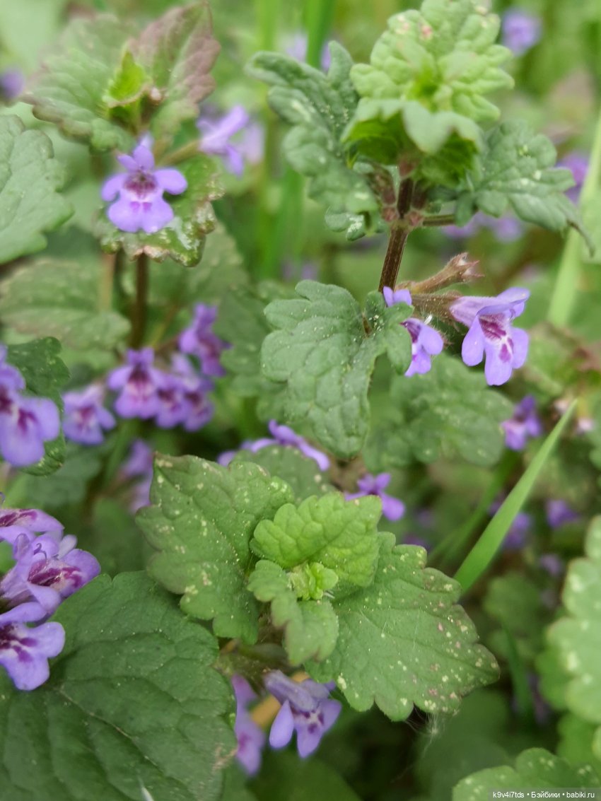 Кукольная Дружба — Куклы Kaye Wiggs (Кайе Виггс): авторские BJD (БЖД) (фото 10)