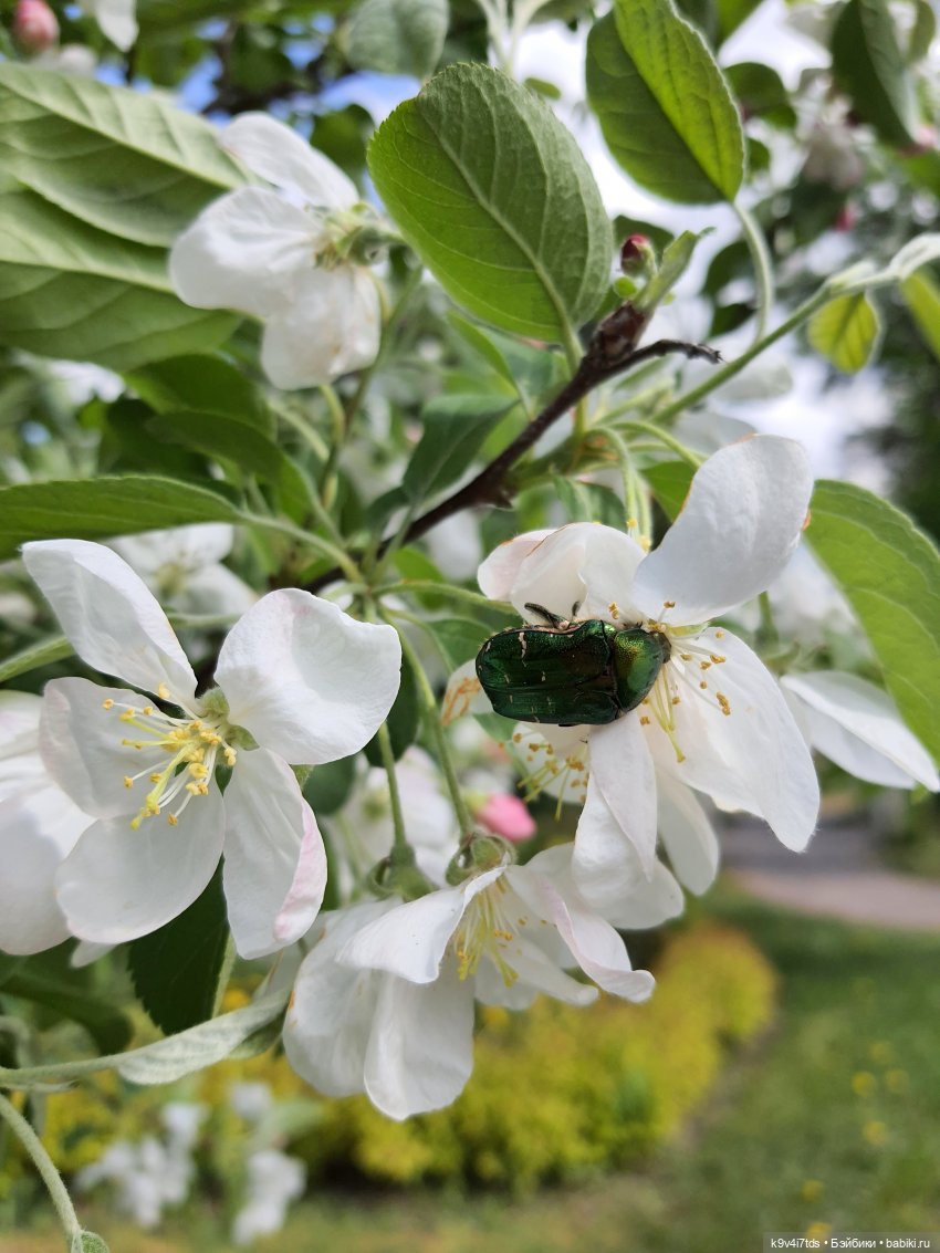 Майская прогулка по Твери. Ч.1, Городской Сад (фото 8)