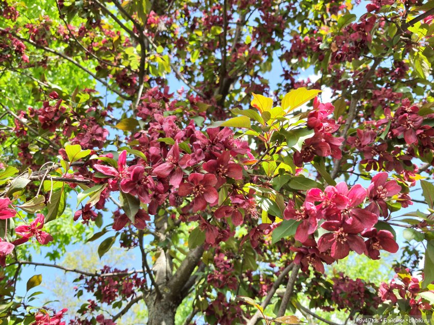Майская прогулка по Твери. Ч.1, Городской Сад (фото 3)