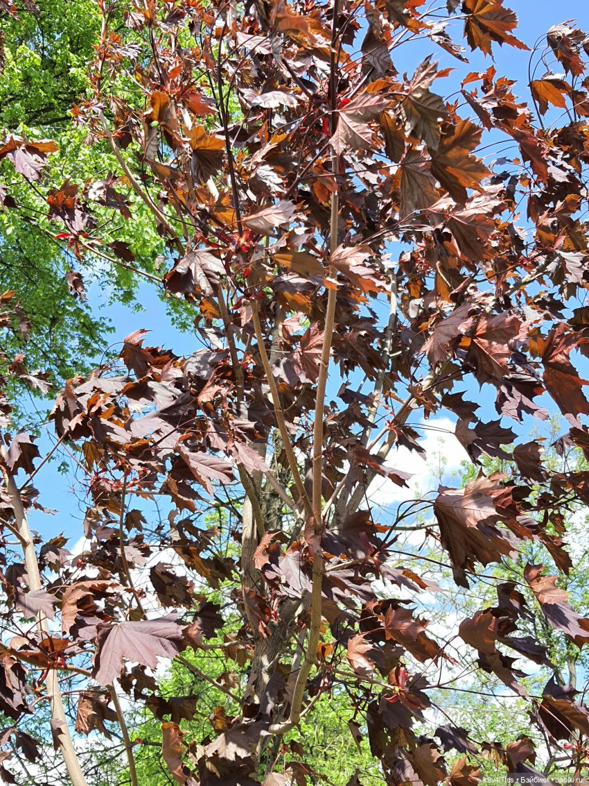 Майская прогулка по Твери. Ч.1, Городской Сад (фото 5)