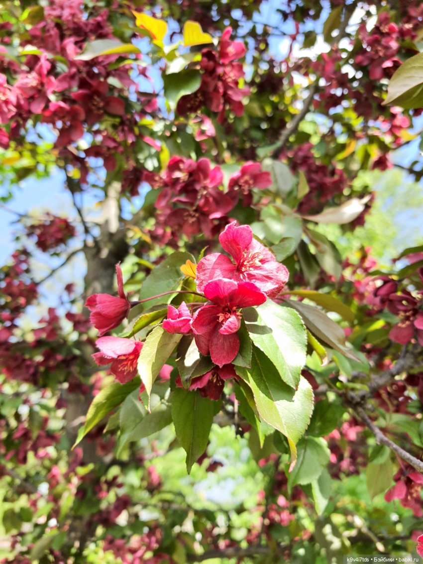 Майская прогулка по Твери. Ч.1, Городской Сад (фото 4)