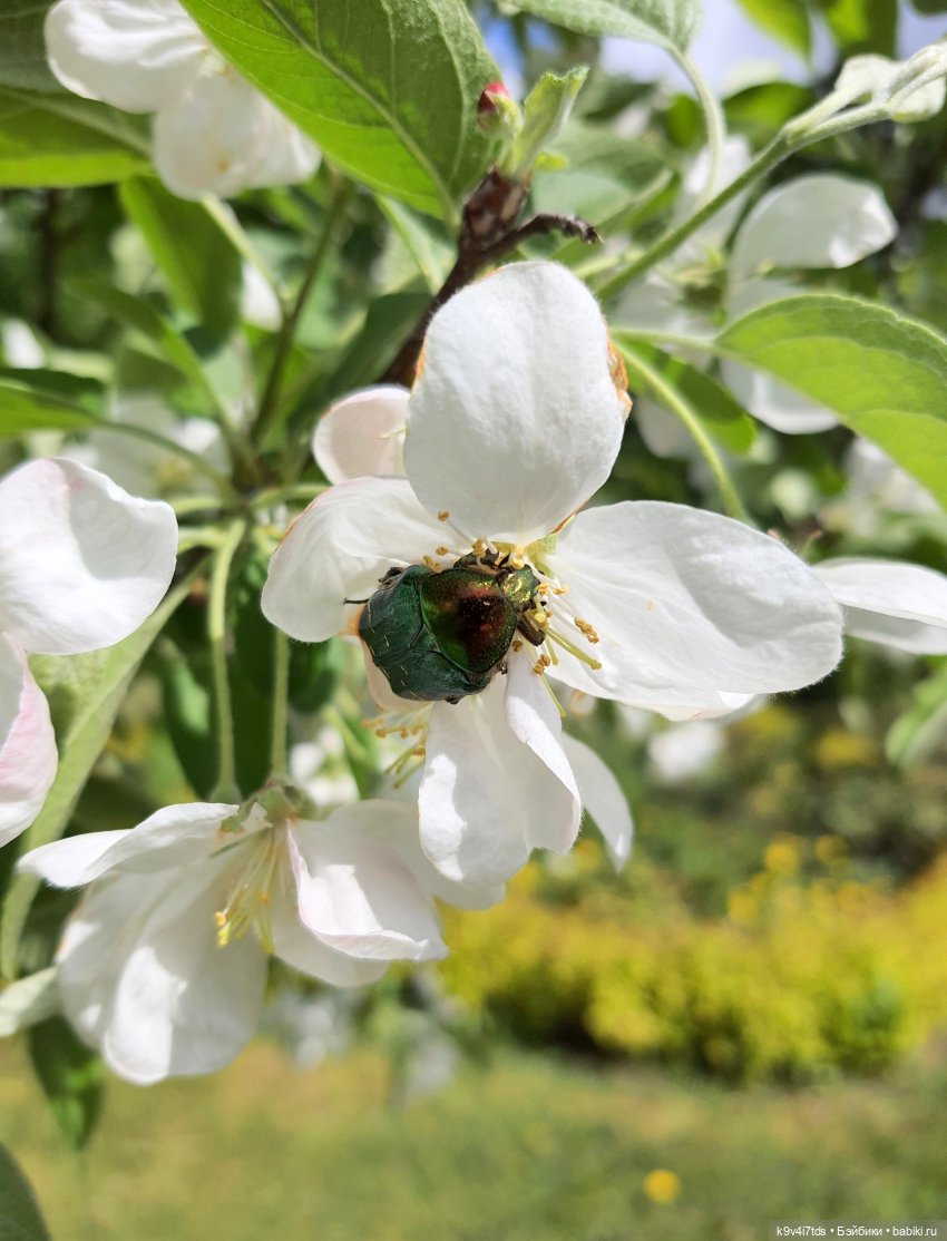 Майская прогулка по Твери. Ч.1, Городской Сад (фото 9)
