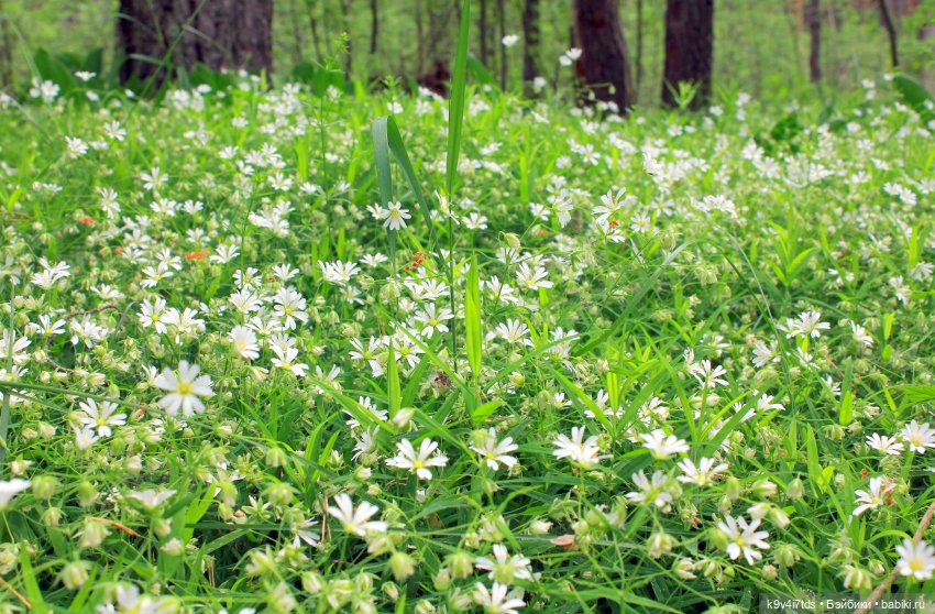 Ландышевый Май — Куклы Kaye Wiggs (Кайе Виггс): авторские BJD (БЖД)