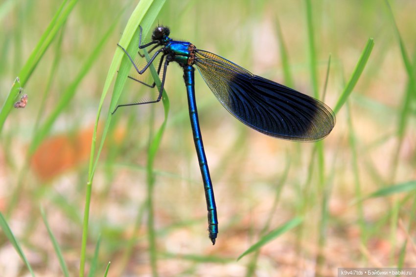 Путешествие "Красотки" — Куклы Kaye Wiggs (Кайе Виггс): авторские BJD (БЖД) (фото 2)