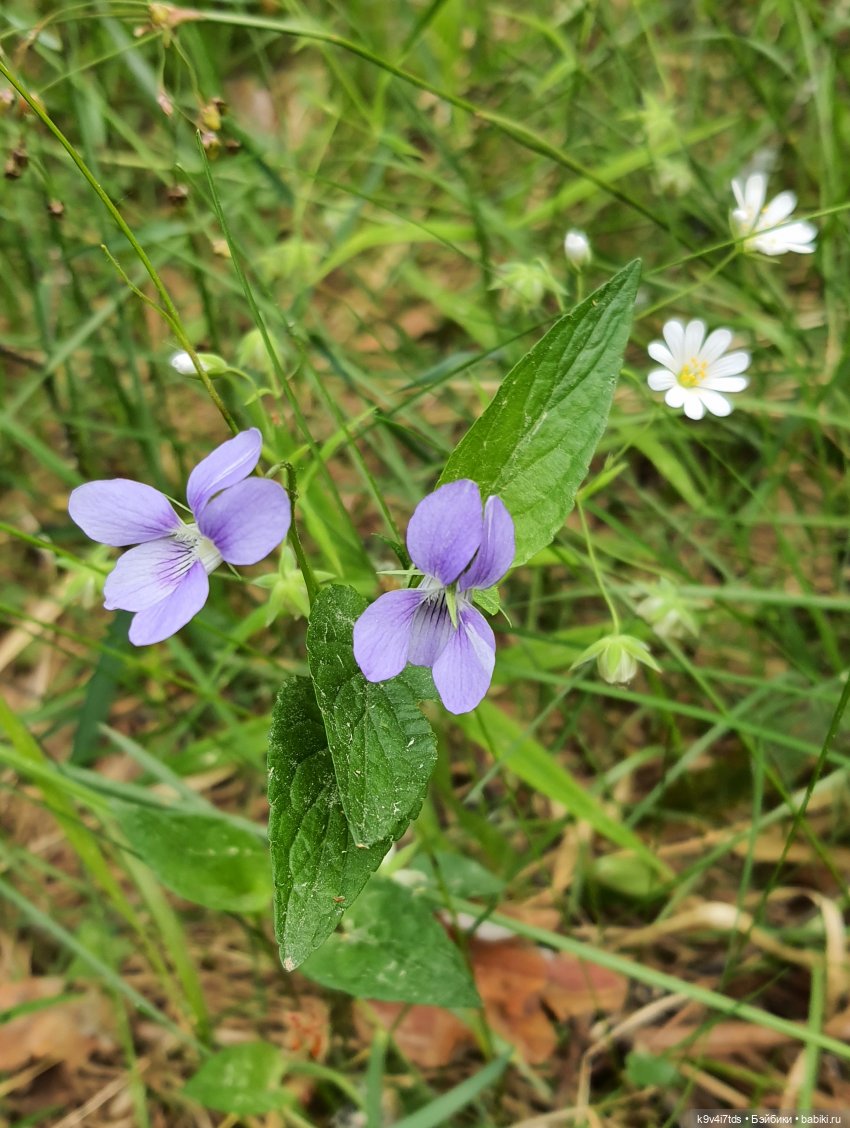 Путешествие "Красотки" — Куклы Kaye Wiggs (Кайе Виггс): авторские BJD (БЖД) (фото 5)