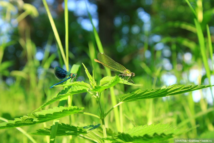 Путешествие "Красотки" — Куклы Kaye Wiggs (Кайе Виггс): авторские BJD (БЖД)