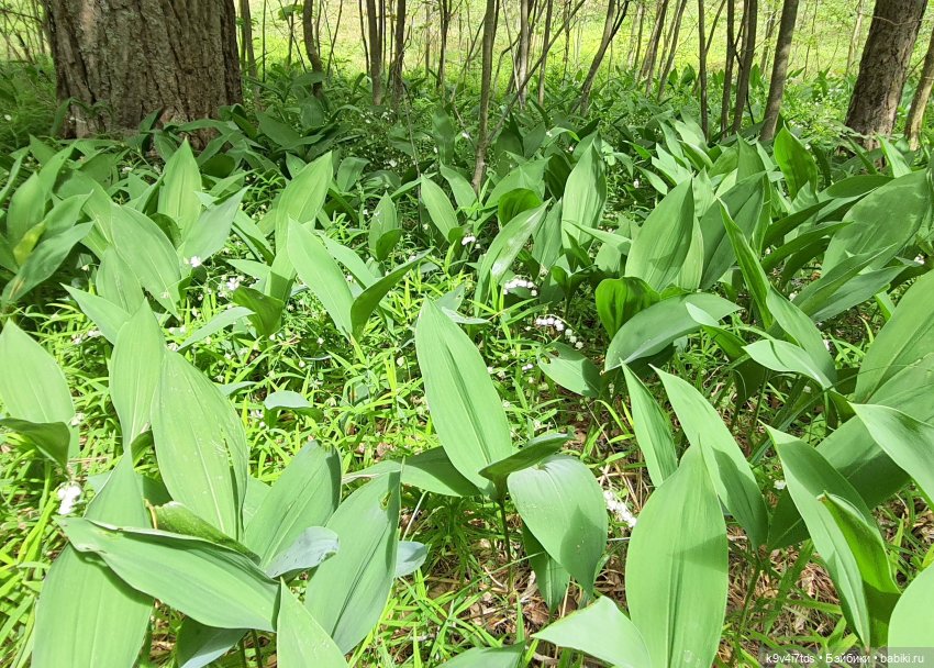 Путешествие "Красотки" — Куклы Kaye Wiggs (Кайе Виггс): авторские BJD (БЖД) (фото 4)
