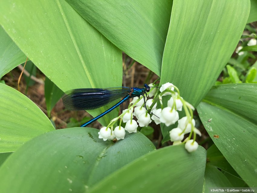 Путешествие "Красотки" — Куклы Kaye Wiggs (Кайе Виггс): авторские BJD (БЖД)