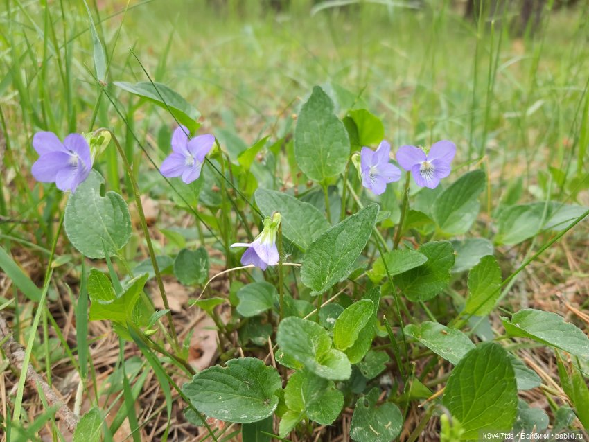 Путешествие "Красотки" — Куклы Kaye Wiggs (Кайе Виггс): авторские BJD (БЖД)
