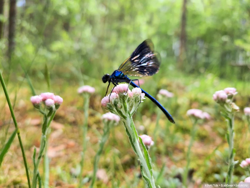 Путешествие "Красотки" — Куклы Kaye Wiggs (Кайе Виггс): авторские BJD (БЖД)