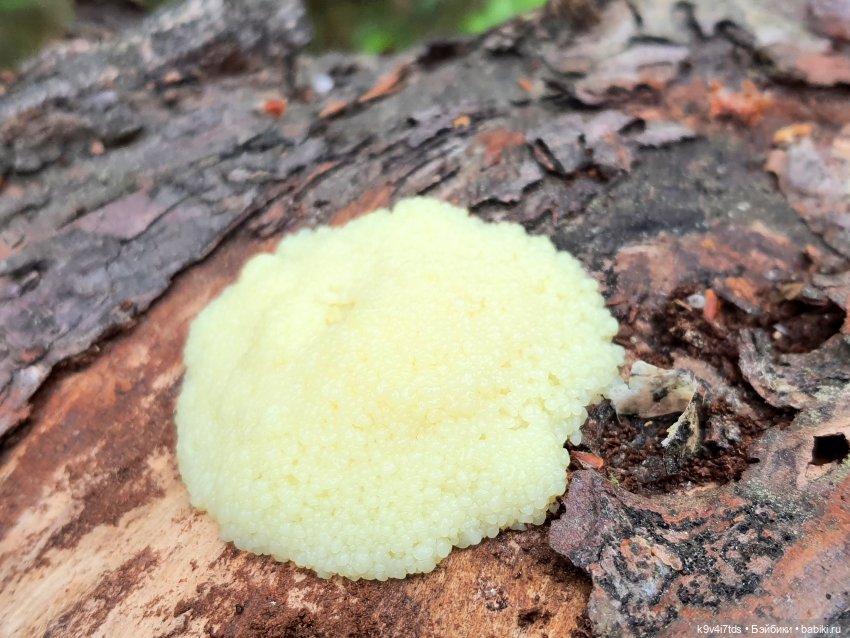 Тайны Природы — Куклы Kaye Wiggs (Кайе Виггс): авторские BJD (БЖД)