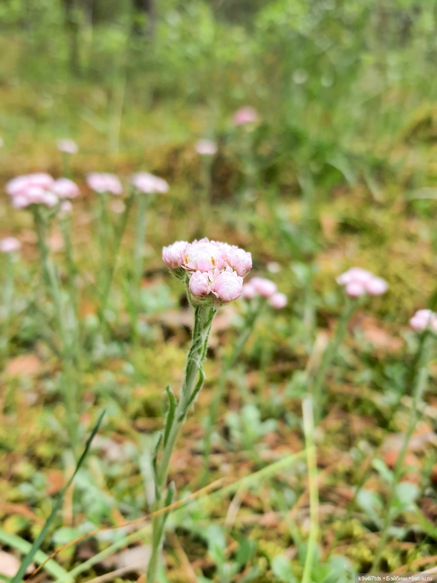 Путешествие "Красотки" — Куклы Kaye Wiggs (Кайе Виггс): авторские BJD (БЖД)