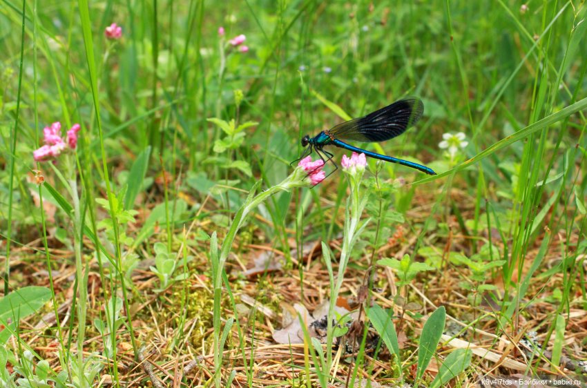 Путешествие "Красотки" — Куклы Kaye Wiggs (Кайе Виггс): авторские BJD (БЖД)