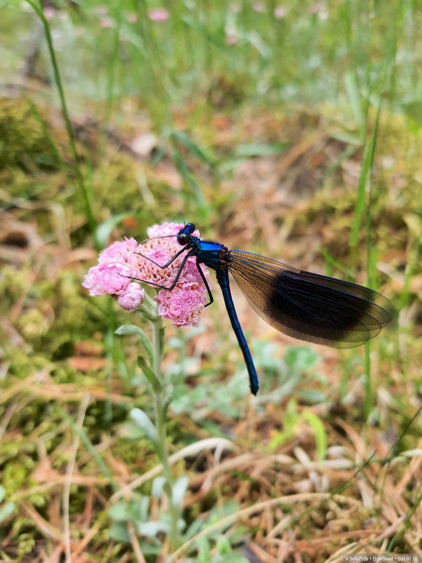 Путешествие "Красотки" — Куклы Kaye Wiggs (Кайе Виггс): авторские BJD (БЖД)