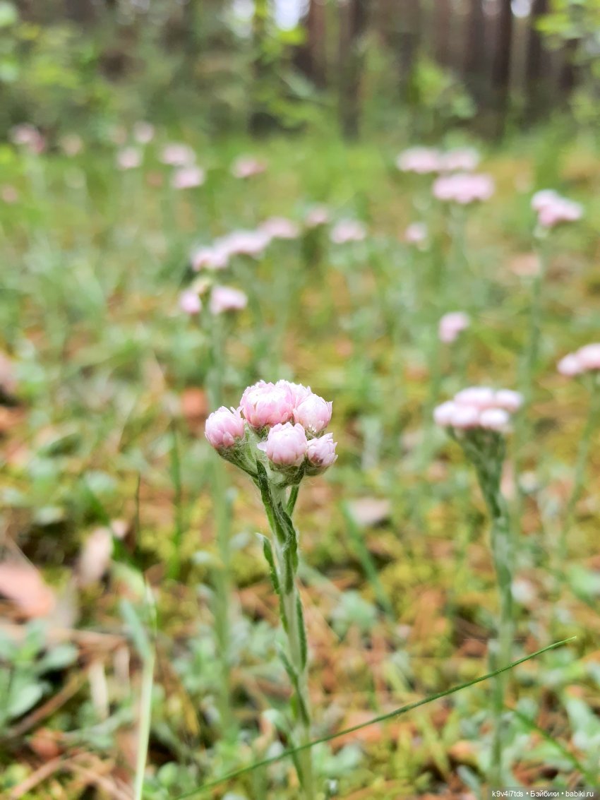 Путешествие "Красотки" — Куклы Kaye Wiggs (Кайе Виггс): авторские BJD (БЖД)