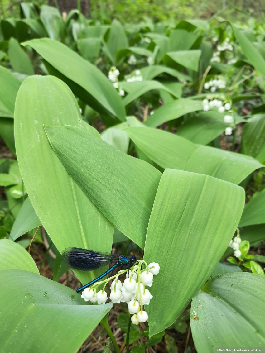 Путешествие "Красотки" — Куклы Kaye Wiggs (Кайе Виггс): авторские BJD (БЖД)