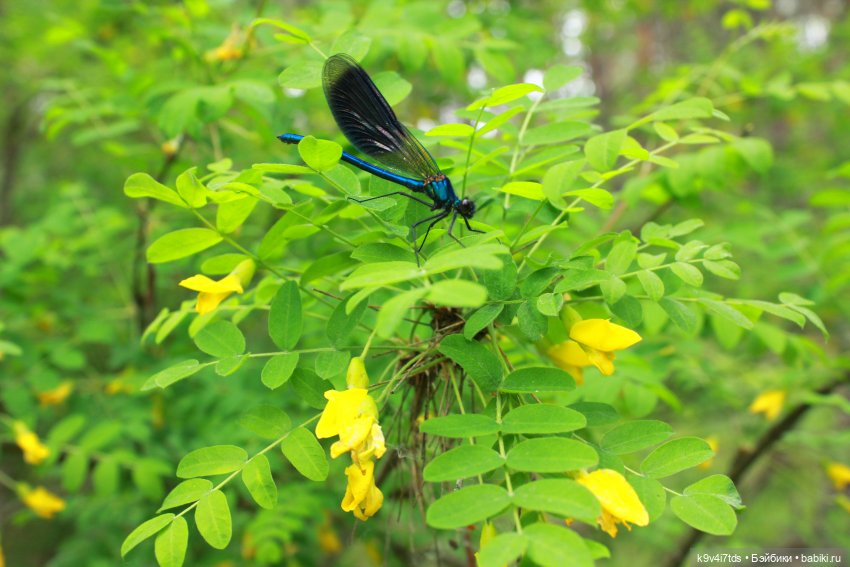 Путешествие "Красотки" — Куклы Kaye Wiggs (Кайе Виггс): авторские BJD (БЖД)