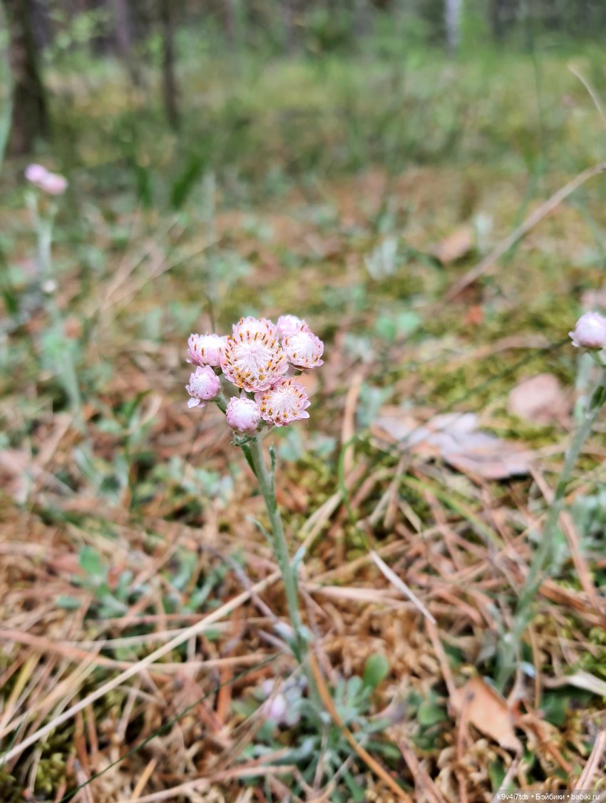 Путешествие "Красотки" — Куклы Kaye Wiggs (Кайе Виггс): авторские BJD (БЖД)