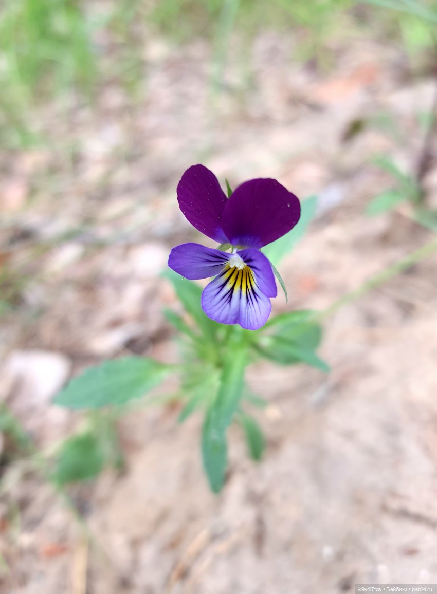 Путешествие "Красотки" — Куклы Kaye Wiggs (Кайе Виггс): авторские BJD (БЖД)