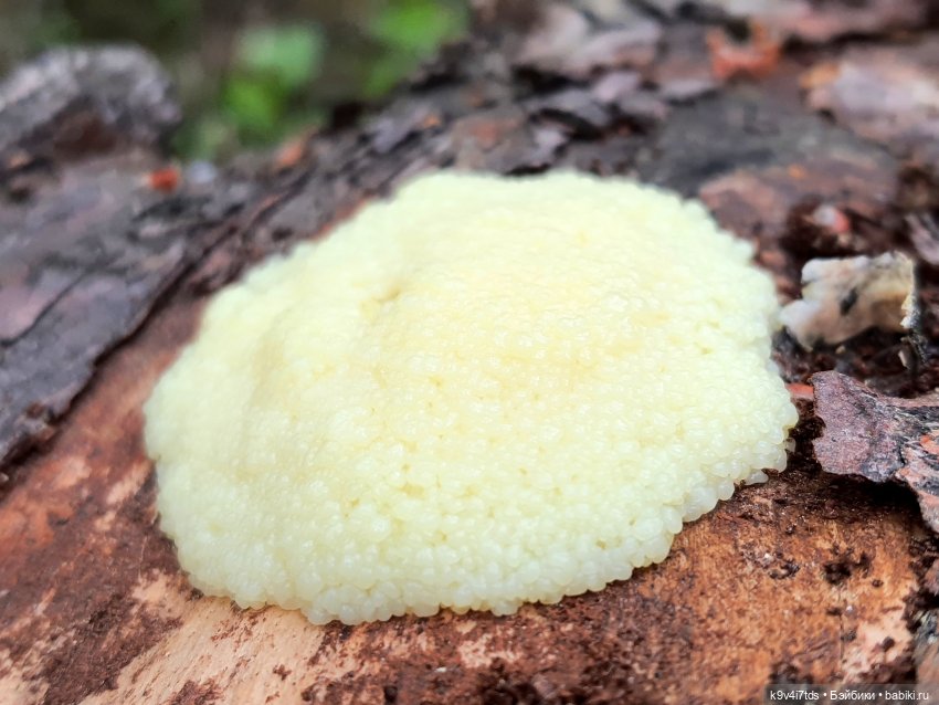 Тайны Природы — Куклы Kaye Wiggs (Кайе Виггс): авторские BJD (БЖД) (фото 2)