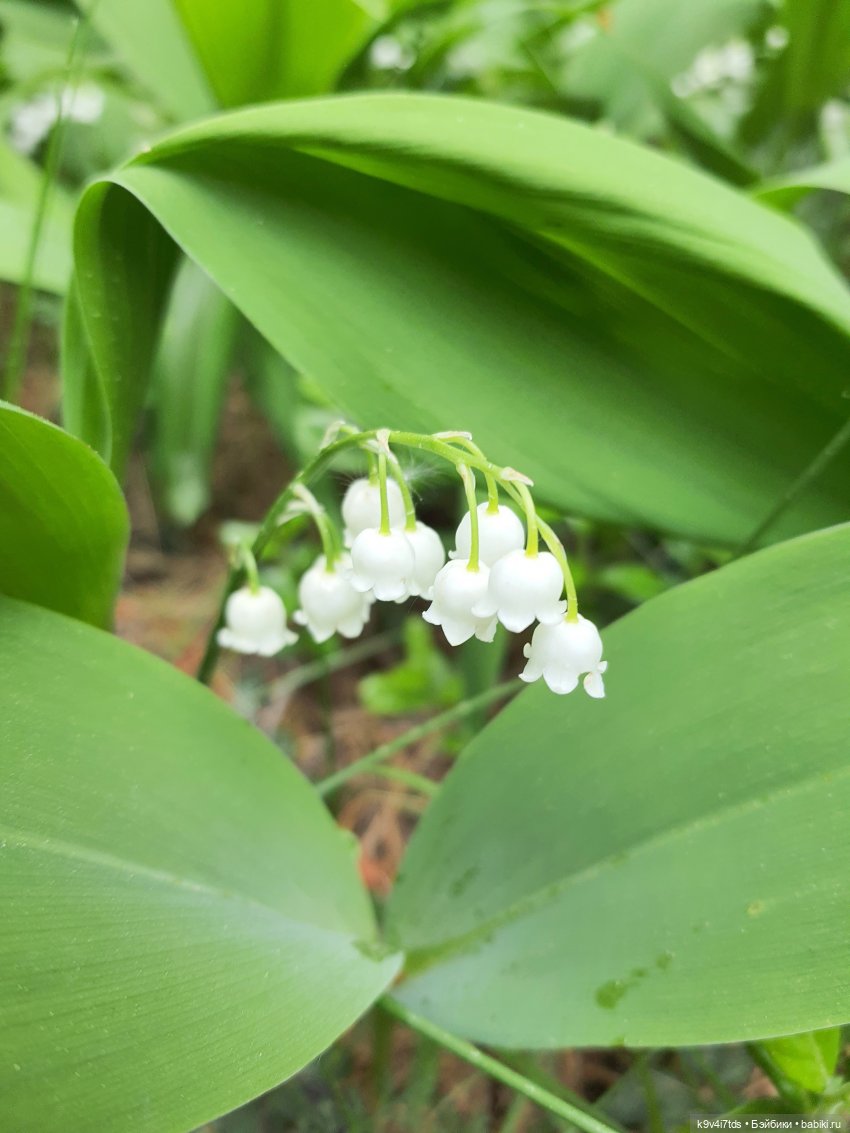 Путешествие "Красотки" — Куклы Kaye Wiggs (Кайе Виггс): авторские BJD (БЖД)