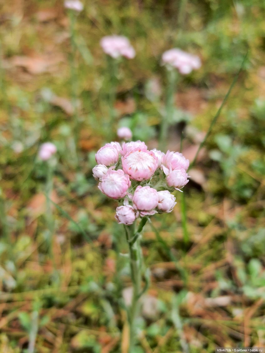 Путешествие "Красотки" — Куклы Kaye Wiggs (Кайе Виггс): авторские BJD (БЖД)
