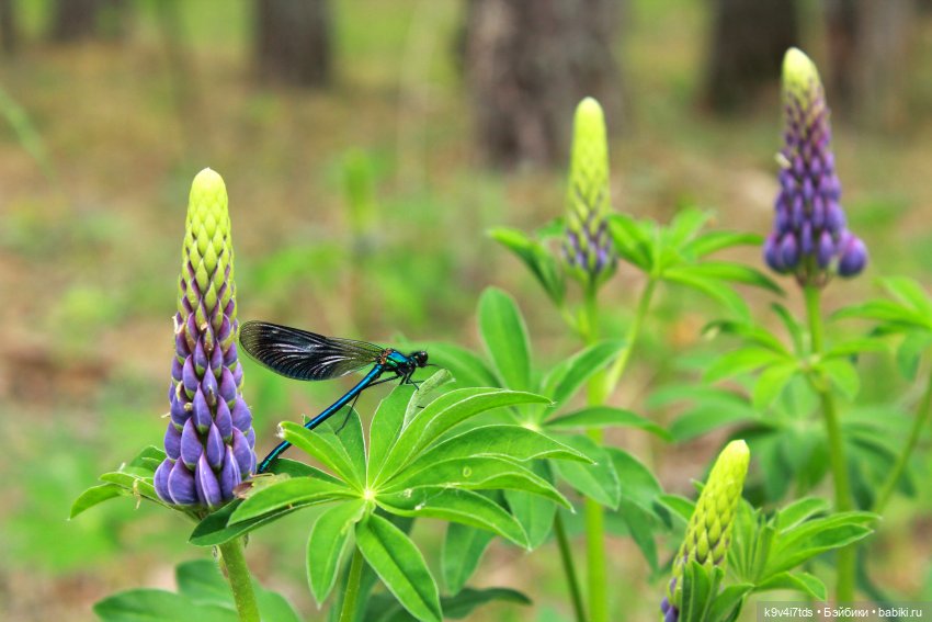 Путешествие "Красотки" — Куклы Kaye Wiggs (Кайе Виггс): авторские BJD (БЖД)