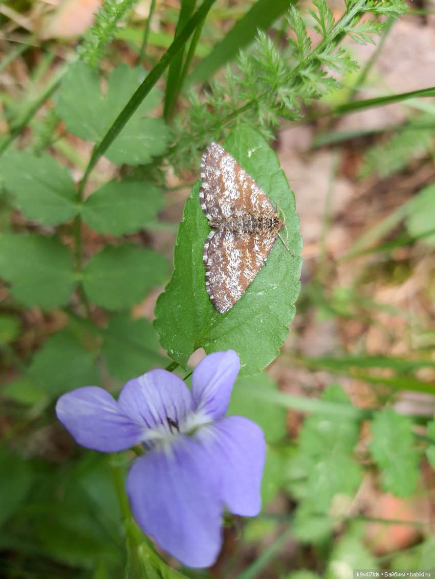 Путешествие "Красотки" — Куклы Kaye Wiggs (Кайе Виггс): авторские BJD (БЖД) (фото 6)