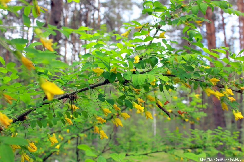 Путешествие "Красотки" — Куклы Kaye Wiggs (Кайе Виггс): авторские BJD (БЖД)