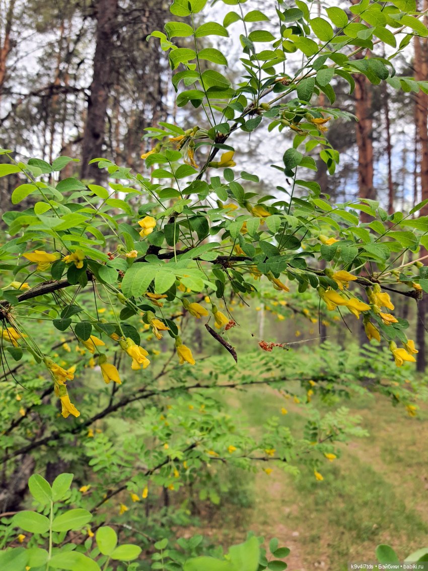 Путешествие "Красотки" — Куклы Kaye Wiggs (Кайе Виггс): авторские BJD (БЖД)
