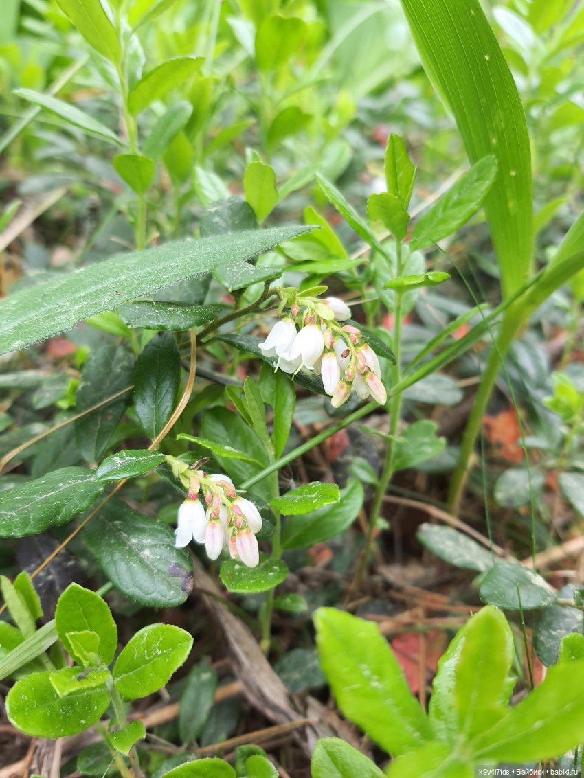 Путешествие "Красотки" — Куклы Kaye Wiggs (Кайе Виггс): авторские BJD (БЖД) (фото 7)