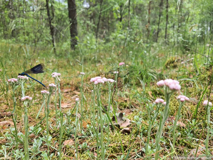 Путешествие "Красотки" — Куклы Kaye Wiggs (Кайе Виггс): авторские BJD (БЖД)