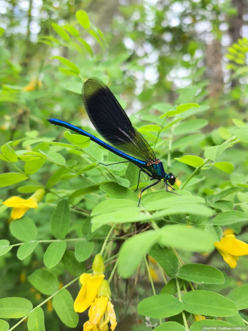 Путешествие "Красотки" — Куклы Kaye Wiggs (Кайе Виггс): авторские BJD (БЖД)