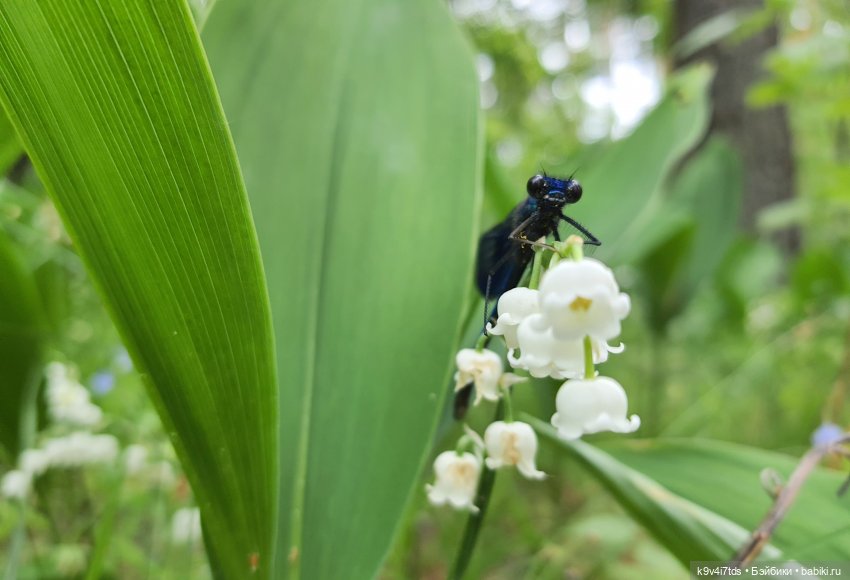 Путешествие "Красотки" — Куклы Kaye Wiggs (Кайе Виггс): авторские BJD (БЖД)