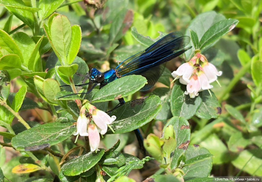Путешествие "Красотки" — Куклы Kaye Wiggs (Кайе Виггс): авторские BJD (БЖД) (фото 8)