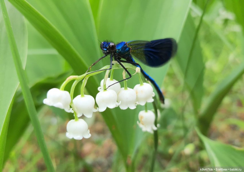 Путешествие "Красотки" — Куклы Kaye Wiggs (Кайе Виггс): авторские BJD (БЖД) (фото 10)