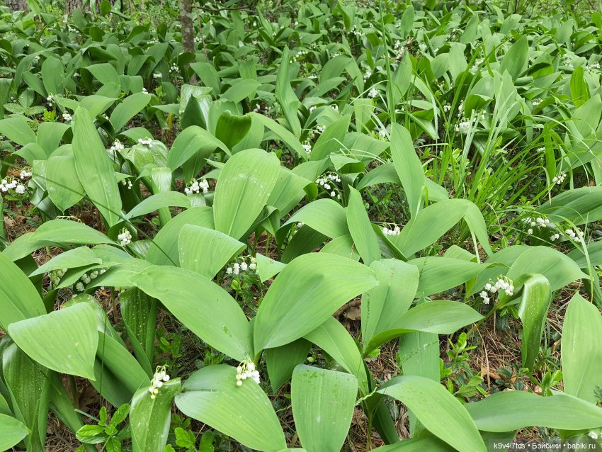 Путешествие "Красотки" — Куклы Kaye Wiggs (Кайе Виггс): авторские BJD (БЖД)