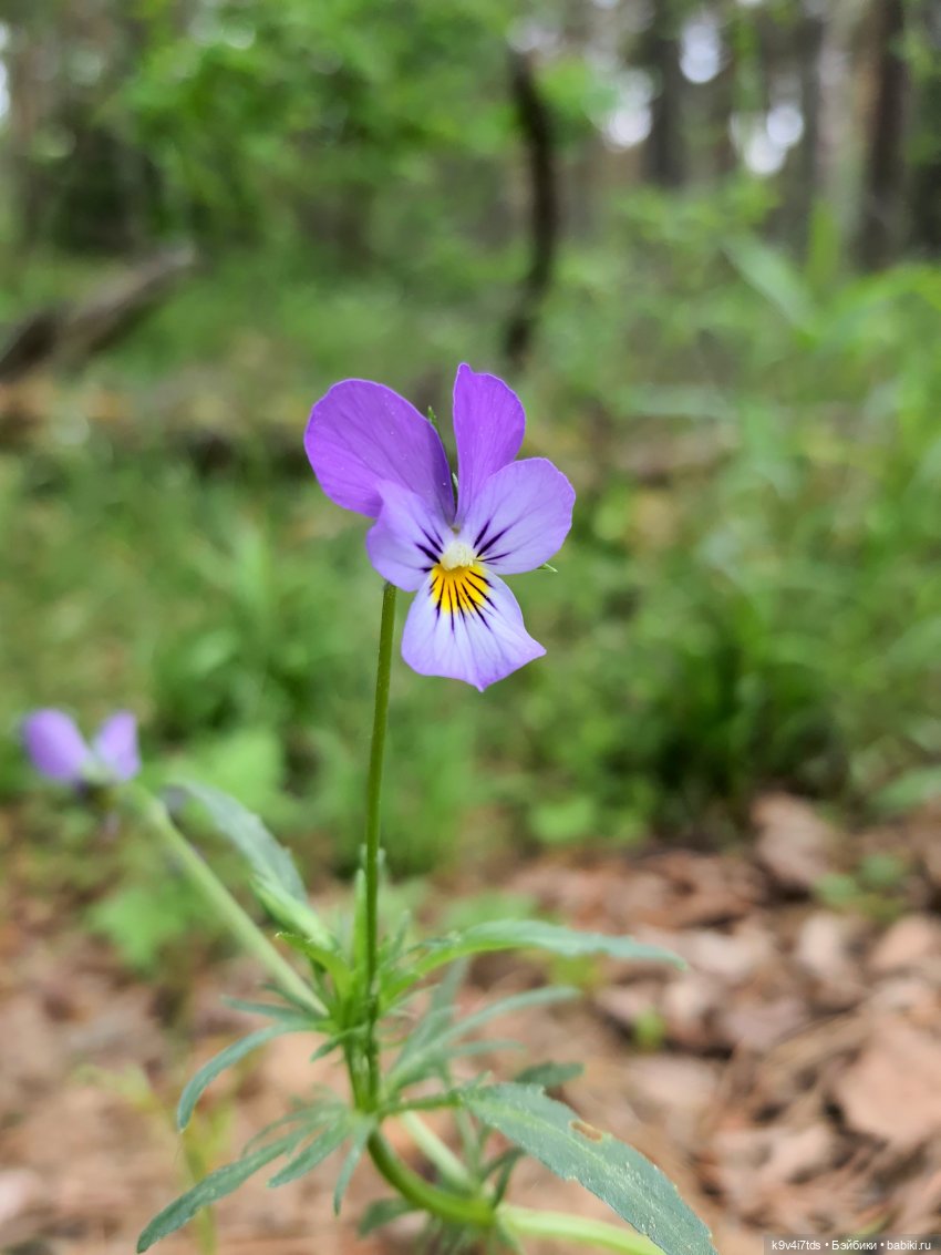 Путешествие "Красотки" — Куклы Kaye Wiggs (Кайе Виггс): авторские BJD (БЖД)