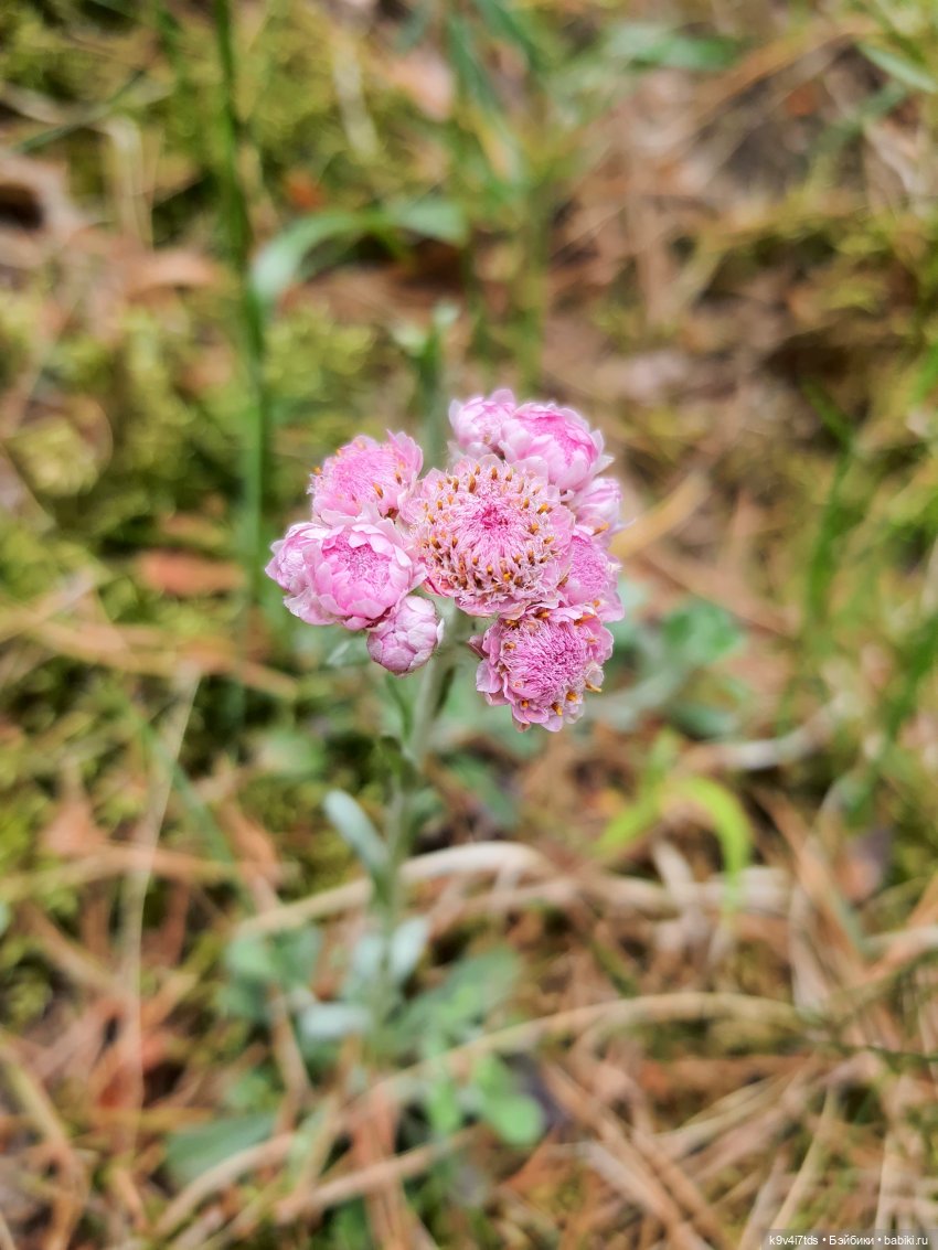 Путешествие "Красотки" — Куклы Kaye Wiggs (Кайе Виггс): авторские BJD (БЖД)