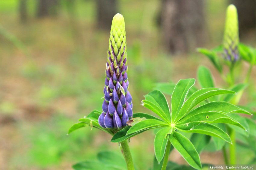 Путешествие "Красотки" — Куклы Kaye Wiggs (Кайе Виггс): авторские BJD (БЖД)