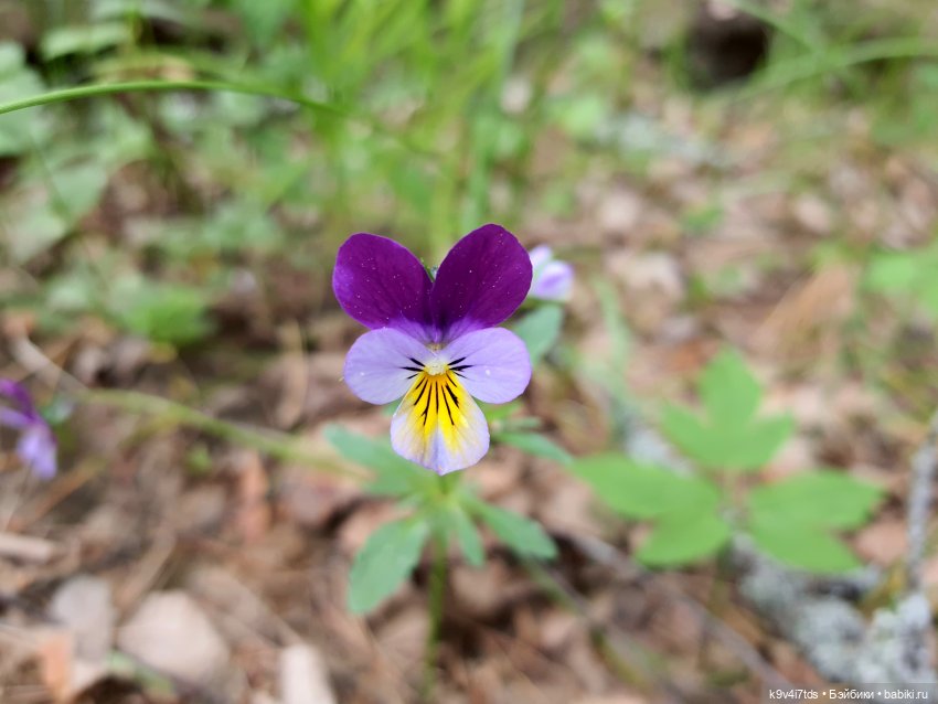 Путешествие "Красотки" — Куклы Kaye Wiggs (Кайе Виггс): авторские BJD (БЖД)